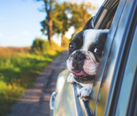 什么是宠物旅馆(Pet Hotels)