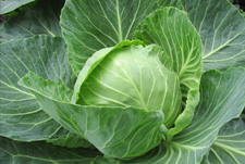 有机蔬菜、绿色蔬菜和无公害蔬菜的区别