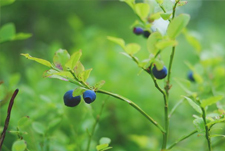 生态种植 Ecological planting