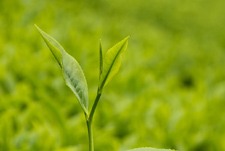 明清时期的五条茶马古道   