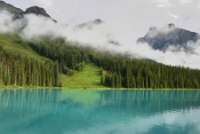 林业碳汇（Forest Carbon Sinks）